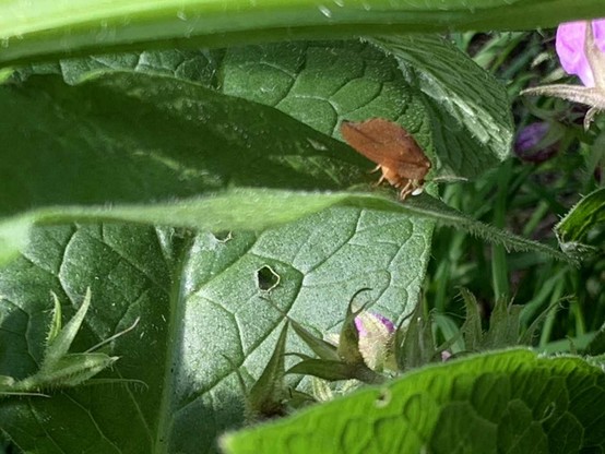 Foto eines Toten Blattes, das sich auf einem grünen Beinwellblatt befindet, seitliche Ansicht. Man sieht deutlich, wie das Insekt den Hinterleib nach vorne krümmt und das daraus hervorkommende Ei von den Kiefern des Insekts aufgenommen wird.