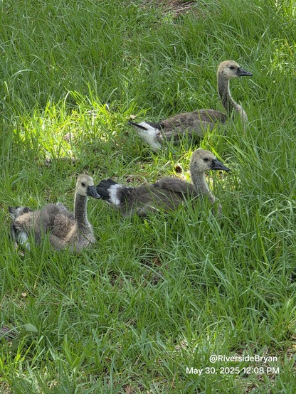 Three goofy, awkward "teen-age" goslings resting in green grass. Losing their baby fluff and starting to grow feathers.