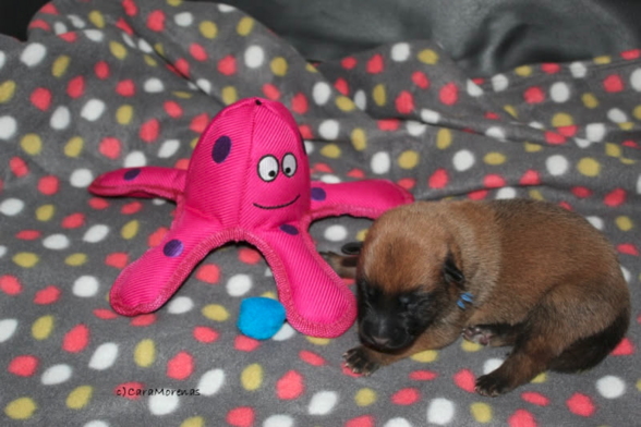 Das Bild zeigt unseren Max 5 Tage nach der Geburt. Max ist ein Malinois. Die Augen sind noch geschlossen. Neben ihm liegt ein Stofftier - ein pinker Krake.