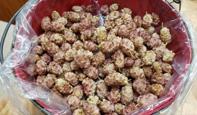 A couple cups of white mulberries in a bag in a little red bucket.