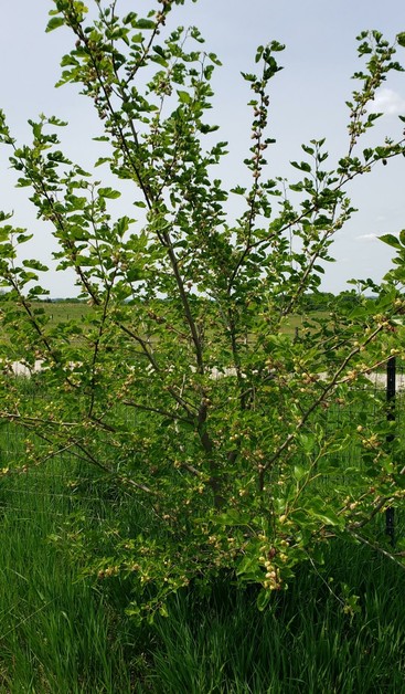 A white mulberry tree loaded with ripe and unripe mulberries.