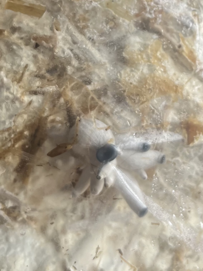 a small pinning of mushrooms that is narrowly missing the opening on the hole that was already made