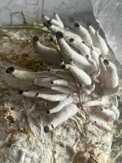an assortment of poorly formed oyster mushrooms with long shriveled stems and tiny blue grey caps that are only a cm or less