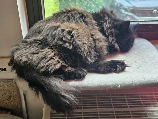 Black long-haired cat "Hope" sleeping on a white plush board on a windowsill.