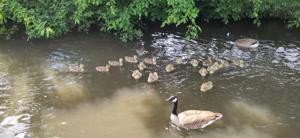 Two Canada geese and 18 goslings between them on canal water with a little greenery in the background.