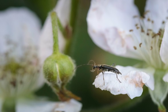 Dainty little brown longhorn beetle on a pink-white bramble petal.