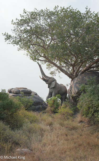 An elephant reaches up towards a tall branch