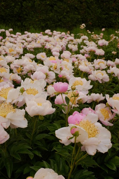 A sea of beautiful white peonies with yellow center. Focus is on a Pink bloom about to open.