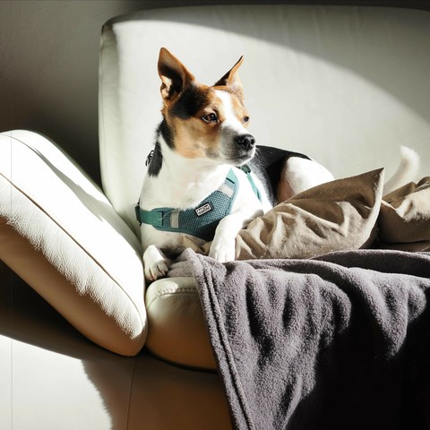 A small dog with a tricolor coat lies on a light-colored leather sofa. The dog is surrounded by a brown pillow and a gray blanket. Sunlight streams in from the left, casting shadows and highlighting the dog’s face.
