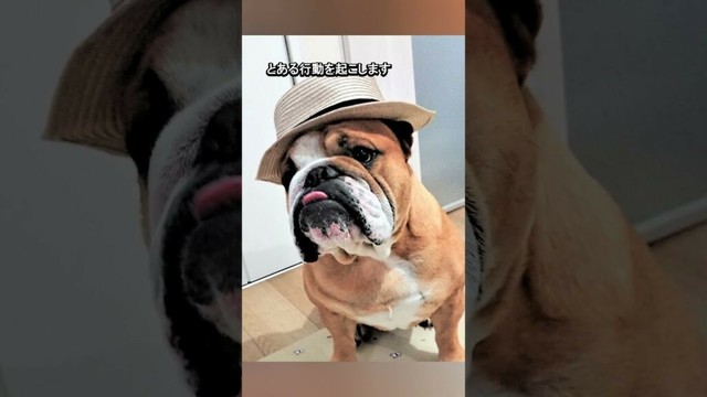 ブルドッグのバウムが悩める人を救う決定的瞬間がコレ #ブルドッグ #バウム #bulldog #shorts