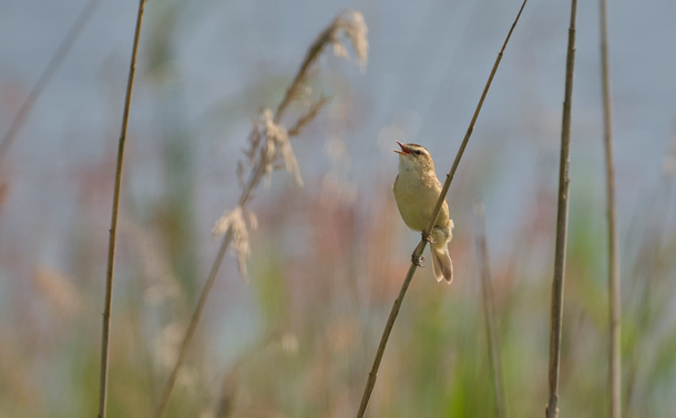 Un phragmite des joncs (petit passereau insectictivore avec un plumage beige marron et un gros sourcil clair) qui est posé sur la tige d'un roseau. À l'arrière plan on distingue d'autres roseaux