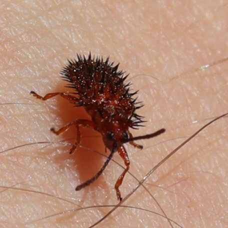 En gros plan, sur la peau rose d'un humain, un petit insecte rouge avance au milieu des poils gigantesques.
Il est rouge, ses yeux sont noirs, ses antenne rouges sombre.
Sur son "dos" ce qui est où pourra être une carapace de protection des ailes est rouge brillant hérissé de ce qui ressemble à des piquants noirs, mais pourrait tout aussi bien être des gros poils très drus.
