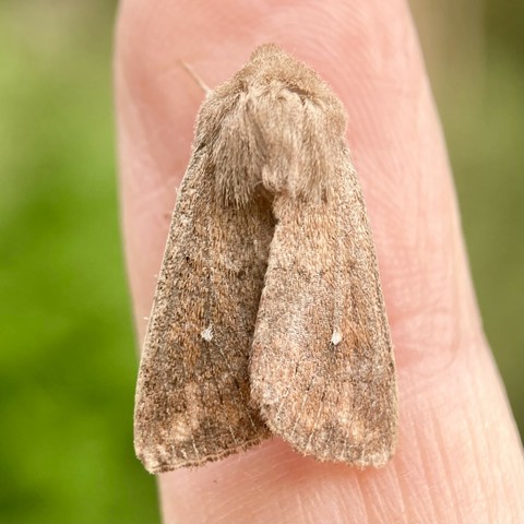 Overhead shot of a 1.5cm arrowhead shaped moth on a finger.  It is sandy or gingery brown with a pentagon of fur on the top of its head. It has two small white dots, one in the middle of each wing, hence its name, White Point