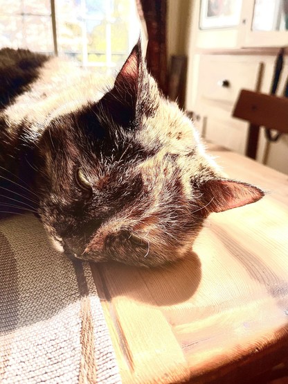 An old tortie cat lies her head on the table we bought from Vashti Bunyan, illuminated by the morning sun. Her eyes are half-open and she is wary of the viewer
