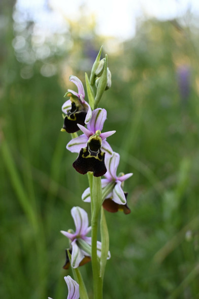 Eine Hummel-Ragwurz. Die hat einen hellgrünen Stiel mit vielen geöffneten Blüten und noch einigen ungeöffneten Knospen. Auf dem Foto ist nur die obere Hälfte der Orchidee, sodass die verblüten Blüten weiter unten, abgeschnitten sind. 

Eine Blüte in der Mitte des Bildes ist genau von forne fotografiert. 
Das Labellum hat sehr viel Volumen und wirkt samtig. Es hat eine gelbe Zeichnung. Die drei Sepalen (die hinteren Blütenblätter oben und seitlich) sind hellrosa, spitz zulaufend mit hellgrünen Linien. Die beiden Petalen (die Blütenblätter zwischen den Sepalen, sind klein, spitz und etwas weiter vorne. Sie sehen aus wie kleine Hörner. Die Narbe in der Mitte der Blüte ist hellgrün und gelb. 

Über der Blüte ist eine Blüte, die nach links zeigt. Darunter sind noch drei Blüten sichtbar, die von der Kamera weg zeigen. 

Der Hintergrund ist hellgrün und verschwommen mit einigen schönen Lichtflecken oben im Bild. An zwei Stellen im Hintergrund sind lila Farbtupfen von Wiesensalbei.