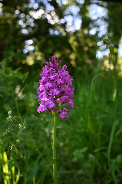Eine kleinere Pyramiden-Hundswurz. Auch bei diesem Exemplar sind die oberen Knospen noch geschlossen. Die Gesamtform ist aber etwas weniger spitz. Diese Orchidee steht im Schatten und die Wiese dahinter hat satte Grüntöne. Hinter der Wise sind Büsche, durch die etwas Sonnenlicht fällt. In dem Bereich des Bildes sind schöne Lichtflecken.