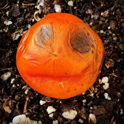 Cherry tomato that has seen better days and by “seen” it looks like it has two eyes and a bit of a smile or grimace. Think Jack Skellington, from The Nightmare Before Christmas, but as a tomato.