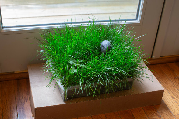 Shallow plastic shelf drawer filled with luxuriant green grass. In one part of the grass there's a low plant with three pairs of opposite leaves. In another corner there's a gray mouse toy.