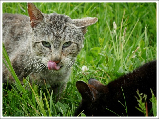 Bildbeschreibung:
Die Moorkatzen beim Fressen.