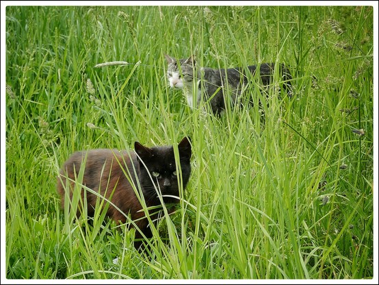Bildbeschreibung:
Die Moorkatzen beim Fressen.