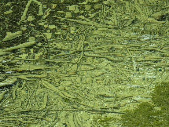 tree roots form an abstract pattern near the shore of the cold clear alpine waters of lake Traun, at Gmunden, Salzkammergut, Oberösterreich, Austria.  May 2025.