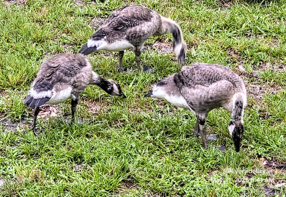 The mated Canada Goose pair who set up house in my backyard, near the neighborhood pond raising another group of goslings this year. 
Unlike most Canada Geese, this couple is  not aggressive, and quite friendly. I off season,  the male often follows me around the yard like a puppy dog. They've always allowed me to approach, and appear to trust me even around their young. Most years the have 4 goslings. Last year none survived (predators I suspect). This year all four are doing well, and quickly getting much larger, shedding their gosling fluff, and showing signs of adult markings, colors, and feathers.  Here three of the youngsters are devouring wet grass from last night's rains. Mama and papa always nearby. I've come to recognize mama and papa, mostly from behavior, but never their offspring. I often wonder if seasonal visitors might be children from previous years, but without tagging i can't tell one from another, aside from mama and papa, who remain nearby.