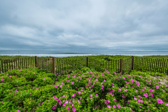 A stormy sky looms over a waves crashing on the beach with red and white beach roses blooming in the foreground separated by a dune fence.
© Tom Goetz. All rights reserved. Training an AI on this image is expressly forbidden.