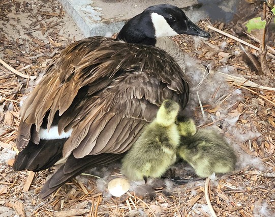 Close up next to mama Canada Goose sitting on her nest as she waits for number three and four to hatch. The first two, having just hatched moments before are resting next to her. Teeny tiny balls of yellow and brown fluff. Straw, feathers, and egg shell debris surrounding her and the nest. Unseen is papa, at the time sitting next to me on the ground as we watch.