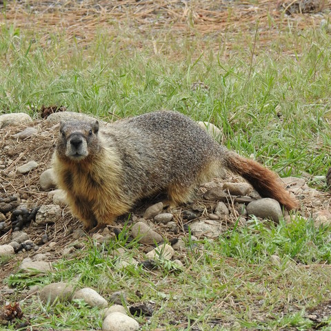A marmot stands on a pile of dirt and rocks in a grassy field. The marmot's chest is a furry ruff of tan-yellow fur, and its tail is long and moderately bushy. It is staring directly at the camera.