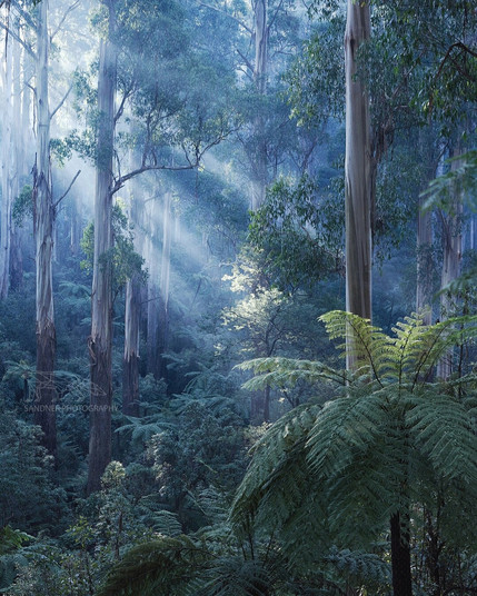 A dense eucalyptus forest in the Dandenong Ranges, bathed in cool morning light. Tall, pale tree trunks rise vertically through the mist, their smooth bark catching scattered rays of sunlight. Ferns fill the understorey in rich green layers, with one large frond in the foreground. Soft beams of light pierce the canopy, illuminating patches of foliage and creating a serene, mystical atmosphere.