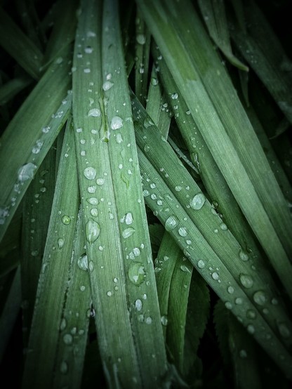 Many long green leaves of a plant are covered in water drops from a passing rain shower.