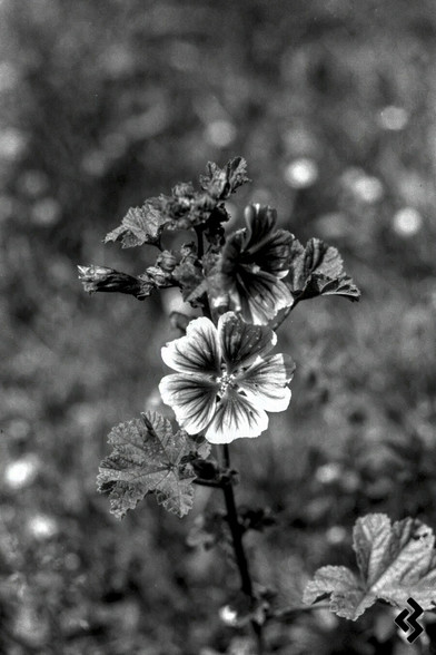Black and white photo of a flower on a meadow. The flower is located in the center of the image and rendered sharp. Everything else in the background is blurry, lighter spots in the background are forming soft bokeh bubbles