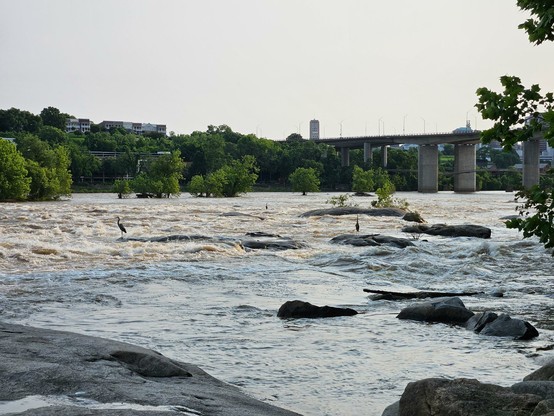 View of a river with a cityscape and bridge in the background. There are also several great blue herons on the river.