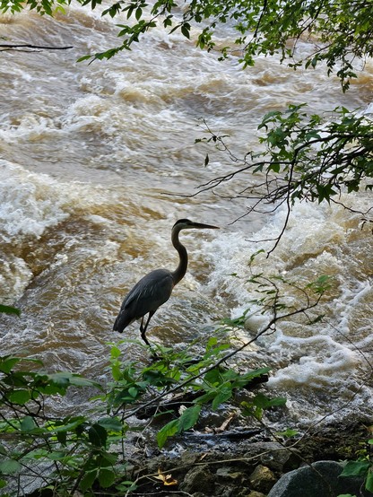 A great blue heron standing at a river's edge.