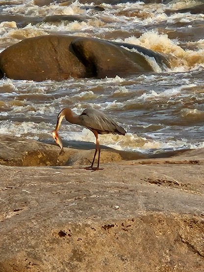 A great blue heron with a fish hanging from its beak.