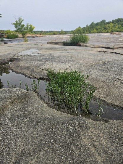 Plants growing in a rock pool alongside a river.
