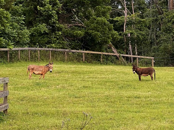 Two donkeys in a green field, facing each other but with heads turned toward the viewer. The donkey on the left is a light brown and very fat. Maybe she’s pregnant, but we didn’t ask her. The donkey on the right is dark brown with a very long tail. Some pinned the tail on that donk just right!