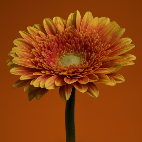 Orange 'Frankie' Gerbera on an orange background.