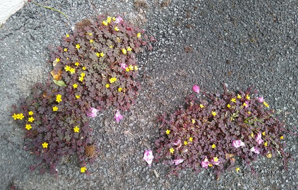 just wildglowers growing in driveway. tiny yellow flowers.