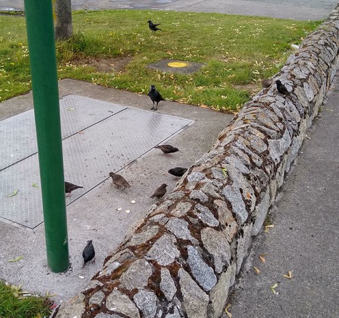 10 or so starlings gather for dropped food at green space by shops. a jackdaw is waiting for it's chance to dash in and grab a piece of cracker.