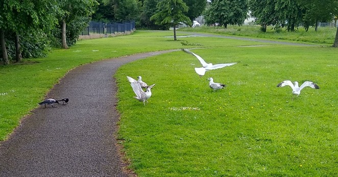 a magpie, a crow and 5 gulls, some juvenile tussle over dropped food on footpath through green space. the corvids managed to keep the gulls away.