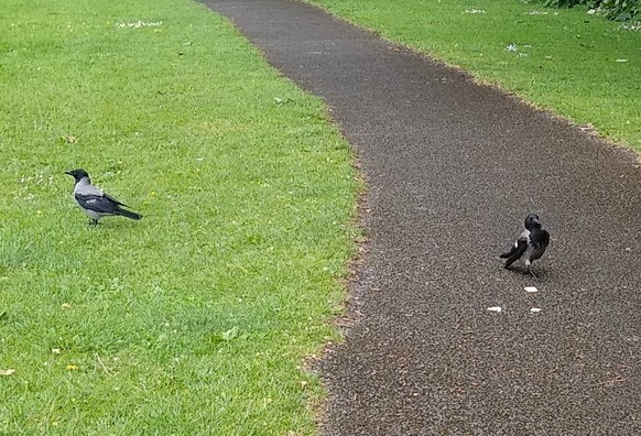 2 crows arrive for dropped food on path through green space. one crow eats and the other watches for gulls trying to steal their food.