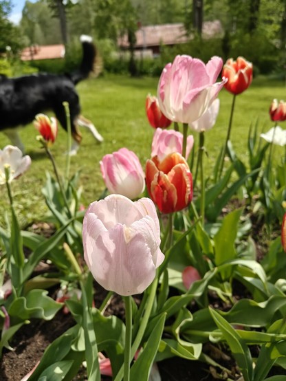 Closeup photo of light pink and red tulips growing in a garden. Around the flowers there is lots of greenery from grass and trees. In the background on the left there is a black dog running out of the picture. There is also some red roofs visible in the background. Only the  flower on the foreground is focused, the rest of the photo is blurry.