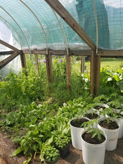 A shade cloth covered greenhouse interior with rows of spinach,  lettuce, kale, turnips, and pots of basil and tomatoes.