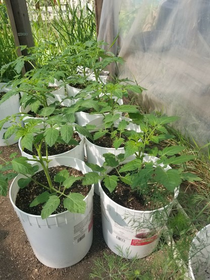 Buckets of healthy looking tomatoes sitting inside a greenhouse.