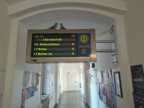 Ein Bild der gleichen Buszielanzeige, die an der Wand hängt. Inzwischen sind die Glasfronten wieder geschlossen und die Anzeige ist am Strom angeschlossen. Auf der Anzeige sitzen zwei Tauben.
