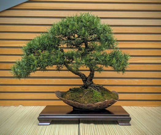 A twin trunk Jack pine bonsai, growing in an informal pot that looks like half a bronze eggshell. The trunks have gentle movement, and the needles are compact and healthy-looking.