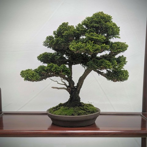 A twin trunk Hinoki false cypress bonsai, which is maybe 12 inches tall. The tree has mature-looking foliage pads, and a small amount of deadwood off the left side of the trunk.