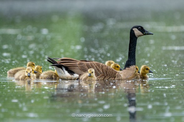 Adult Canada goose facing to the right floating on a green pond surrounded by 10 small, yellow, fuzzy goslings. Most are facing to the right, but a couple have turned toward the camera. The background and foreground are blurred out green pond water with cottonwood fluffs floating on the surface.