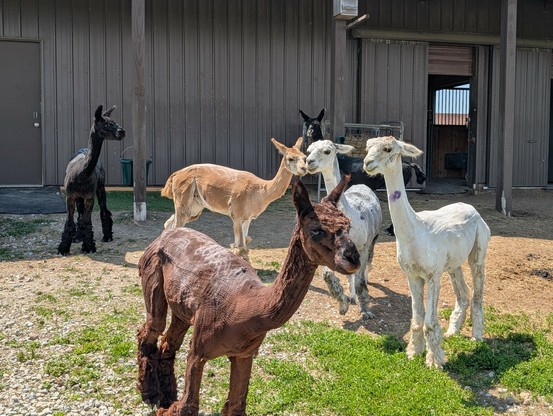 Six alpacas near a barn. They are freshly-shorn, looking so skinny instead of so floofy. They have white sunscreen powder on their backs and purple coagulant bugspray where skinbumps got nicked.